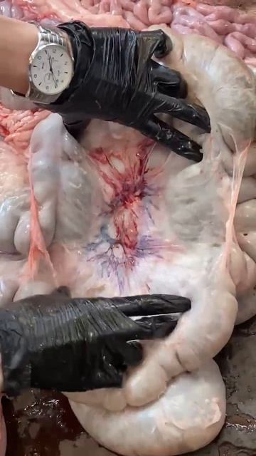 Сосуды и лимфатические узлы толстого кишечника свиньи