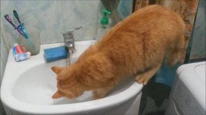 Кот и водные процедуры