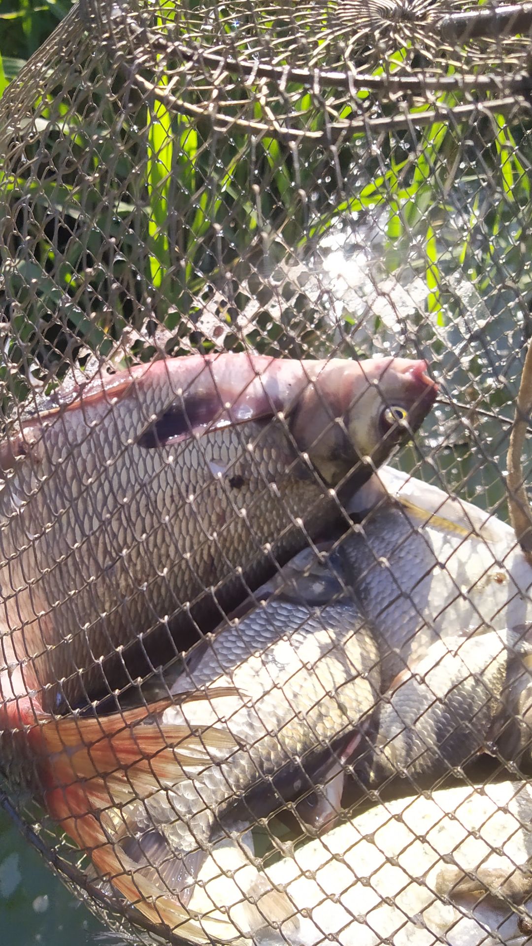 Отличный клёв.