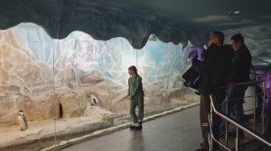 Пингвины Гумбольдта в Воронежском океанариуме