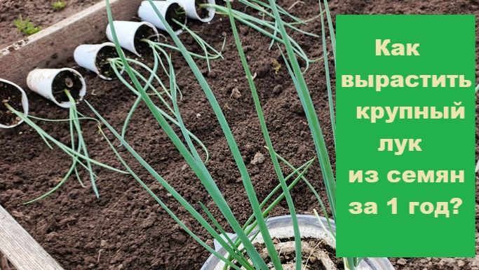 Как вырастить крупный лук из семян за 1 год?