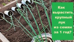 Как вырастить крупный лук из семян за 1 год?