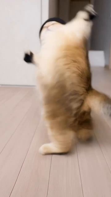 Котя в Танцах