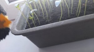 Йокими делают мёд