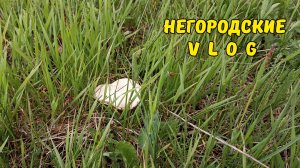 В поисках кизяка. Грибной «улов». 23.04.26