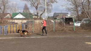 длинношерстные суки рабочий