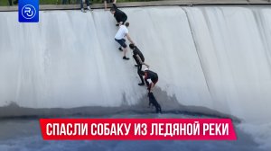 Алматинцы спасли собаку из ледяной реки