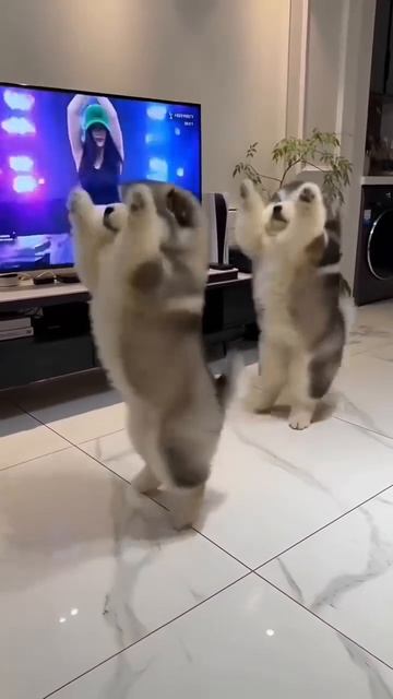 Два Собака Диско Джнс