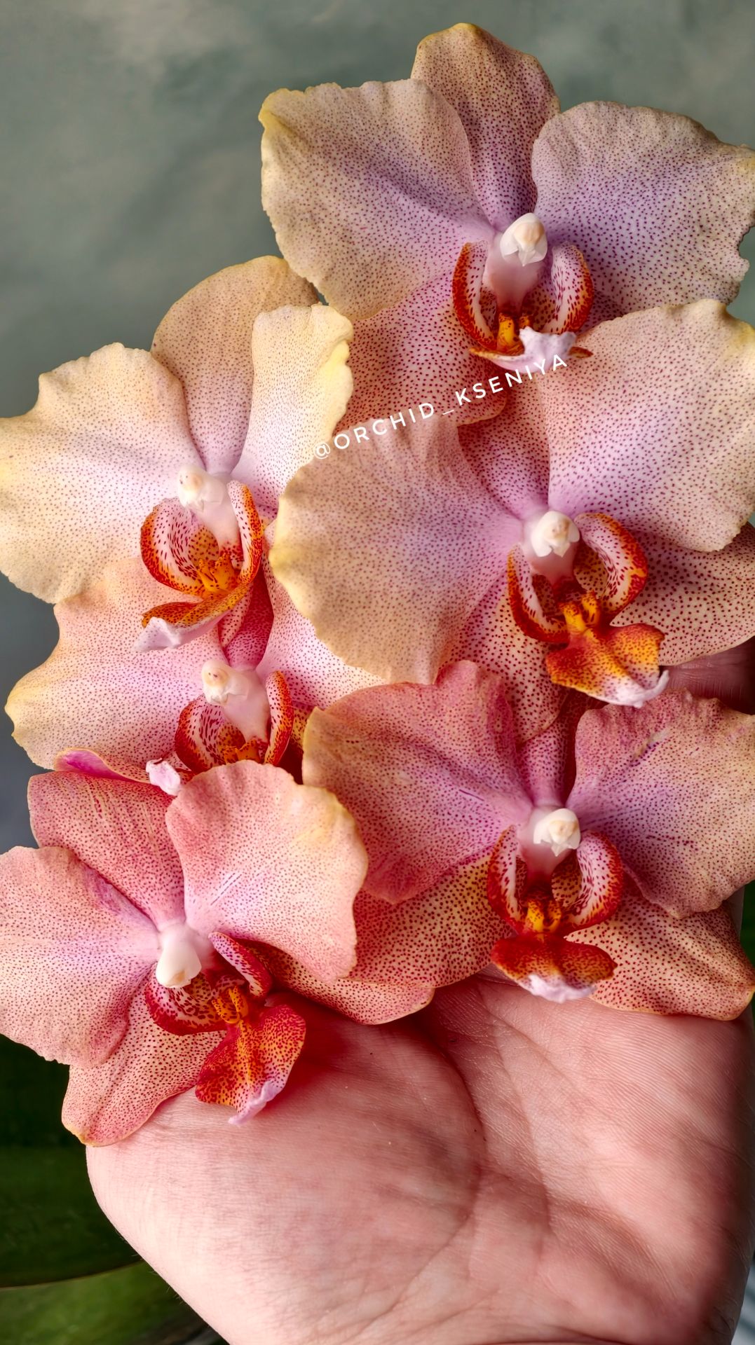 Phal. Chanella 🌸 Раритетная голландская орхидея Шанелла в домашнем цветении 😍
