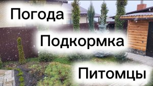 Обо всём понемногу. Погода, питомцы, подкормка.