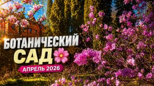 Калининград цветёт | Ботанический сад апрель 2026