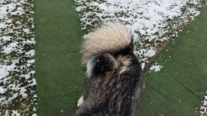 Опять метель.... 26 апреля 2026 года #природа #погода #маримистик