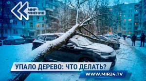 Ущерб от непогоды. Как получить компенсацию за упавшее на машину дерево, рассказал эксперт