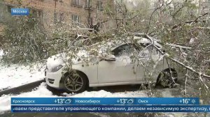 КАСКО не панацея: автоюрист объяснил, что делать, если на машину упало дерево.