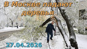27.04.2026 г. В Москве падают деревья