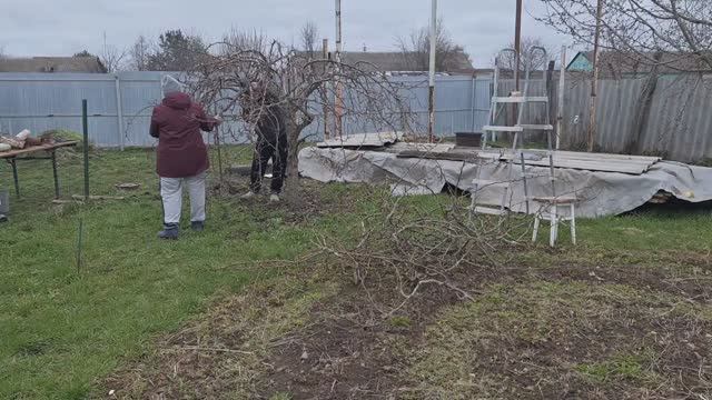 Обрезали грушу.Зачистили ствол от сухой коры.