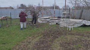 Обрезали грушу.Зачистили ствол от сухой коры.