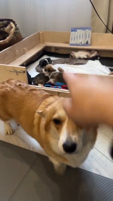 Тебе надо, ты и корми😁))