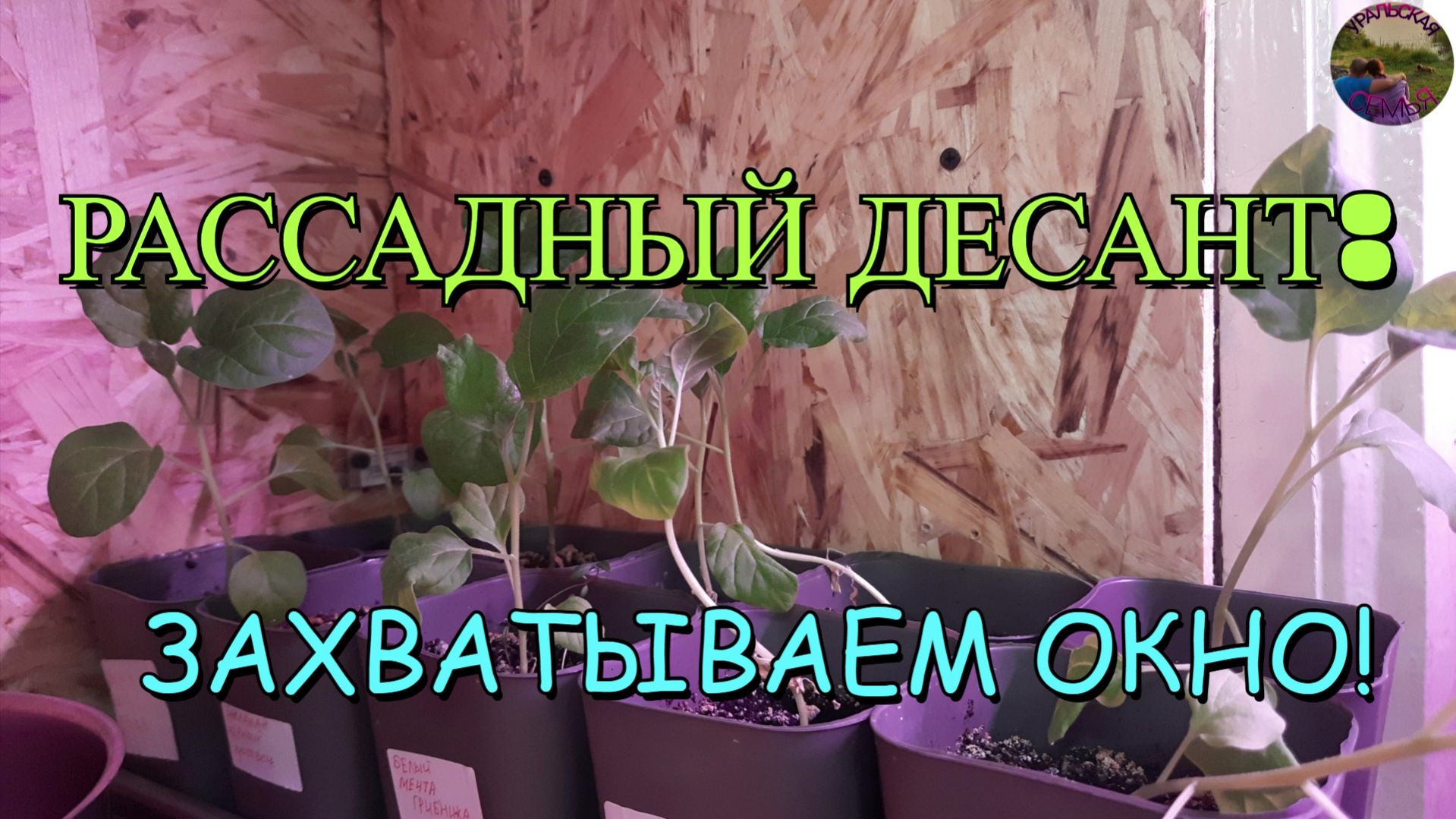 Рассада переезжает: новоселье на подоконнике!