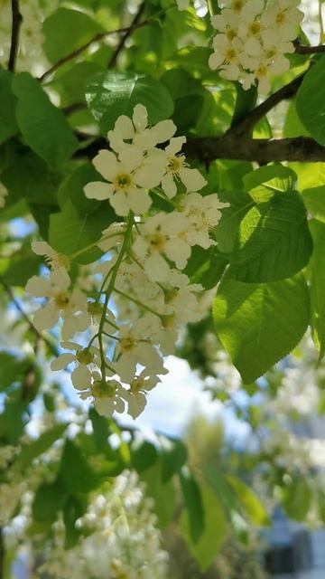 Черёмуха цветёт