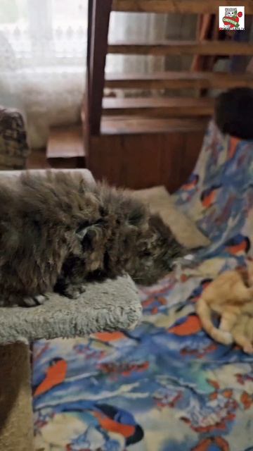 Бесстрашная маленькая девочка для Любимых Зрителей отважилась сегодня ещё на один прыжок ❤️💪😻👍