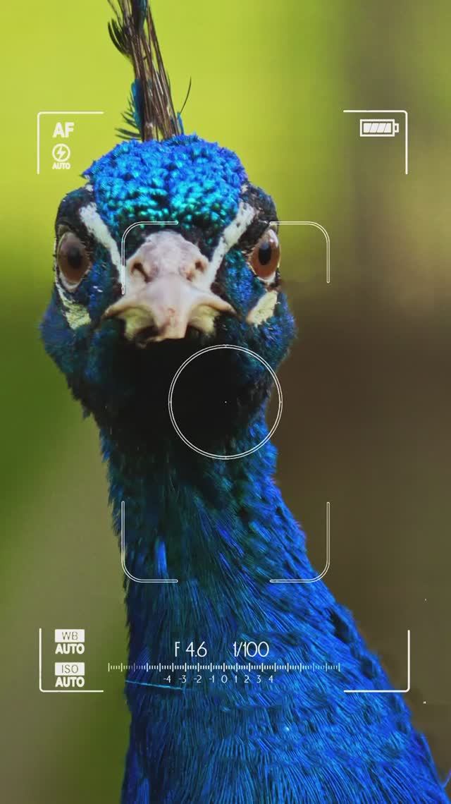 🦚Гордость павлина.