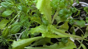 Теплица готова , но боюсь высаживать рассаду.