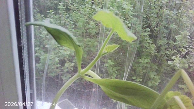 Обзор юного кабачкового растения сорта "Желтоплодный" - посев 30 марта