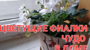 ФИАЛКИ,ДАЮЩИЕ РАДОСТЬ🌿🌿🌿☘️☘️☘️🍀🍀🍀