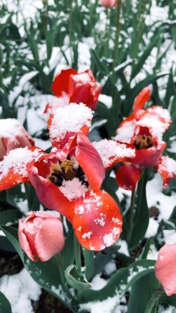 Весенний снегопад