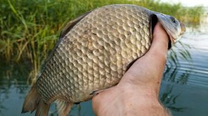 Клюют ЛАПТИ под полкило, но каждого нужно уговаривать! Крупный карась на поплавок в камыше