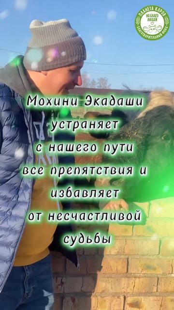 Сегодня 27.04.2026 кормим коров в день Мохини Экадаши!