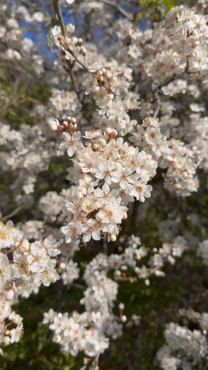 Когда сады цветут в Кисловодске - Алыча в цвету