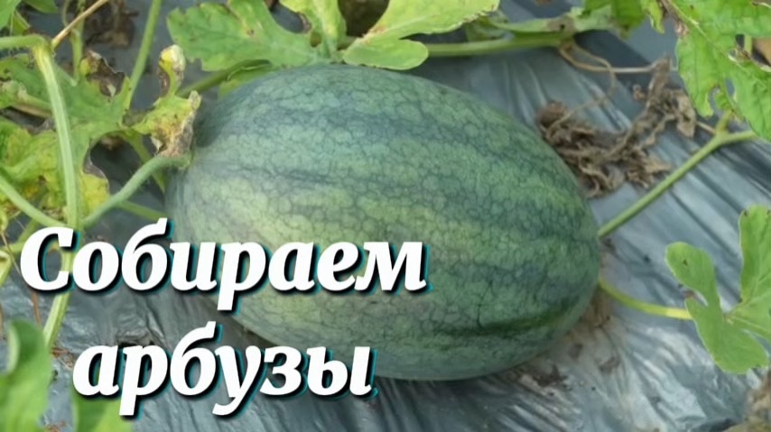 Собираем арбузы. Украшаем пруд с рыбками, пока идёт дождь.