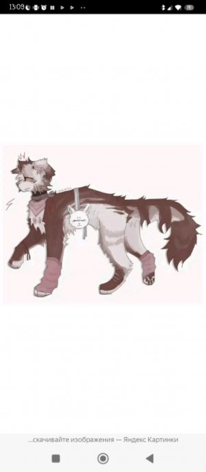 коти играют