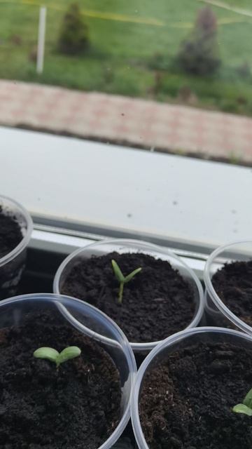 огурцы четвёртый день 27 апреля #теплица #дача #садоводничество #огород #уходзатеплицей