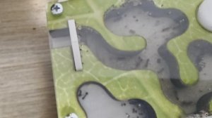 Жизнь муравьёв. 31 серия.