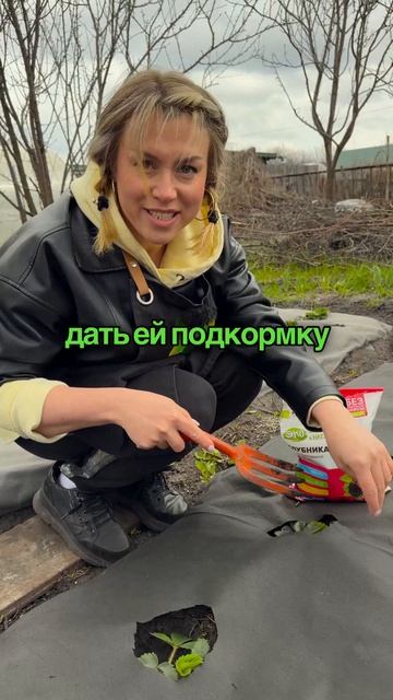 Весенняя обработка клубники в апреле помогает заложить основу для крупного и сладкого урожая.