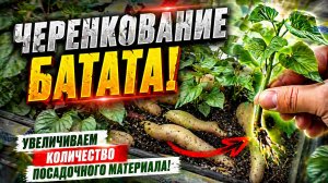 Черенкование батата- бесплатно увеличиваем количество посадочного материала!