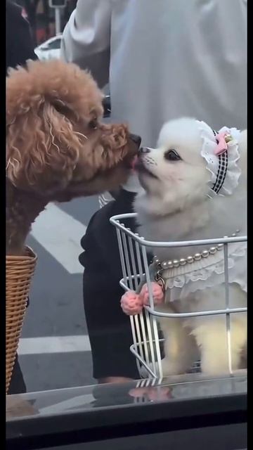 Dogs In Love