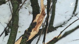 Снегопад с ураганным ветром обрушился на Воскресенск и Подмосковье повалены деревья