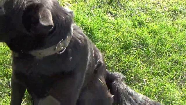 почему собака катается на спине на траве КАНЕ КОРСО 30 апреля 2023 г.