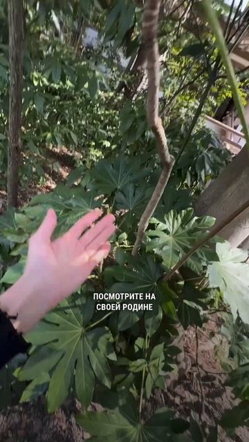 Классное, неприхотливое растение, которое дает хорошую сочную зеленую массу.