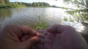 МИНИИХЕРАБУНА, ТАНАГО, ПОПЛАВОЧНАЯ УДОЧКА. КТО ПОБЕДИТ)))