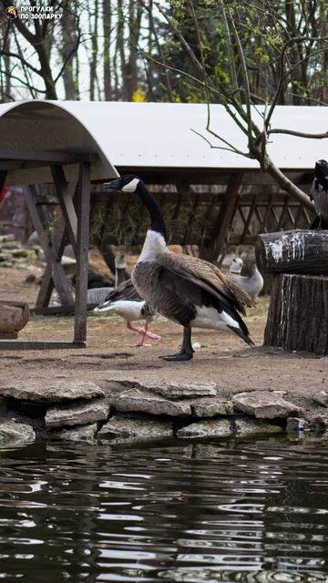 Канадская казарка вышла на берег и просушила крылья. Ленинградский зоопарк