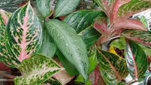 Комнатные растения🌿❤️ Будни цветовода🪴☀️💧