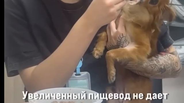 Лисик