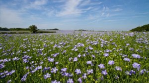 Сибирский ленок.  Поёт Валентина Дробышева