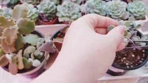 БОЛТАЛКА ● КАК Я БОРЮСЬ С ВРЕДИТЕЛЯМИ СУККУЛЕНТОВ ● ОТВЕТ НА ВОПРОС ●