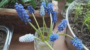 Город 23-26 апреля 26. Посев базилика, мирабилис, сеянцы лилий. Обзор по полкам